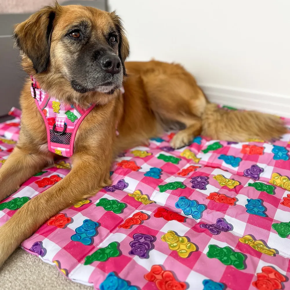 Big & Little Dogs Beary Sweet All Rounder Harness